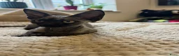 Devon Rex cats for sale:  Affectionate kittens - Advert 3