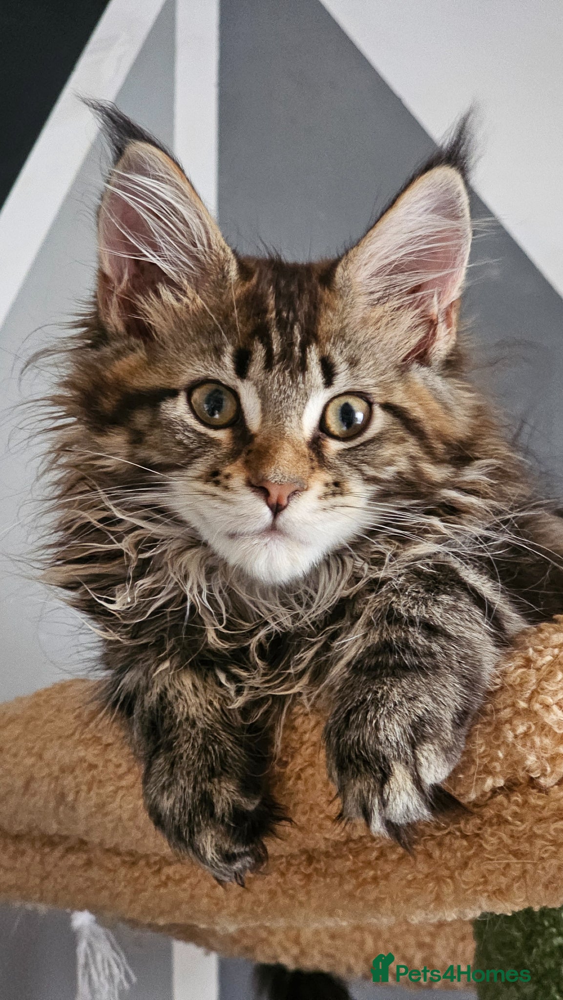 Maine Coon cats Tica Reg Maine Coon kittens - Advert 4