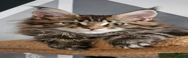 Maine Coon Kitten 1