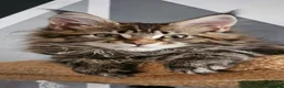Maine Coon cats for sale: Tica Reg Maine Coon kittens - Advert 1