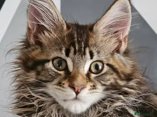 Maine Coon cats Tica Reg Maine Coon kittens - Advert 1