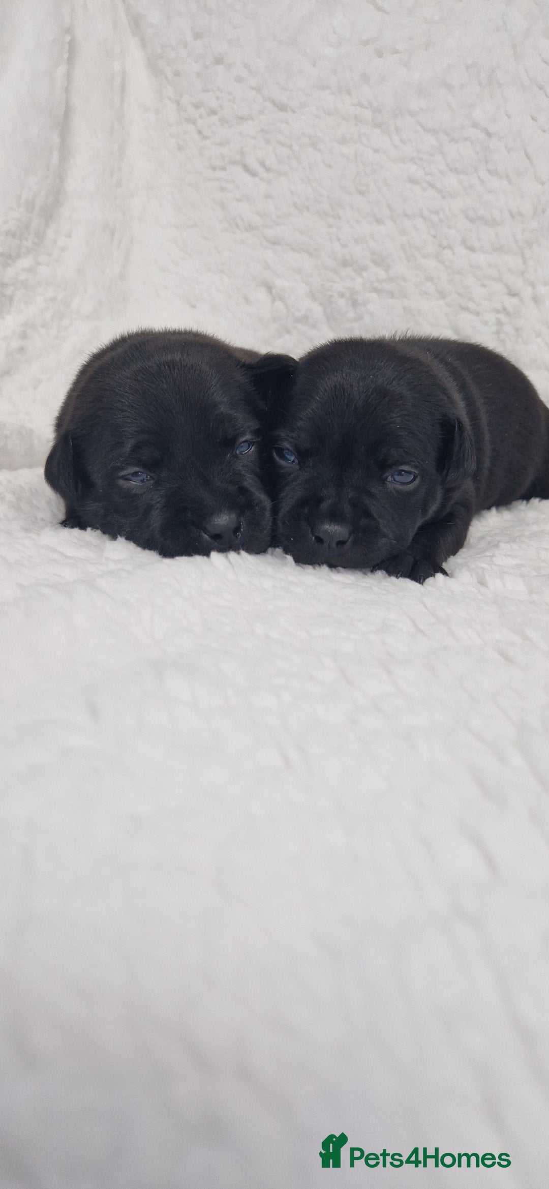 Staffordshire Bull Terrier dogs for sale: 4 Kc Reg Staffordshire Bull Terrier Females 🩷 - Advert 15