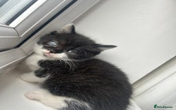 Mixed Breed cats for sale: 5 kittens for sale - Image 3