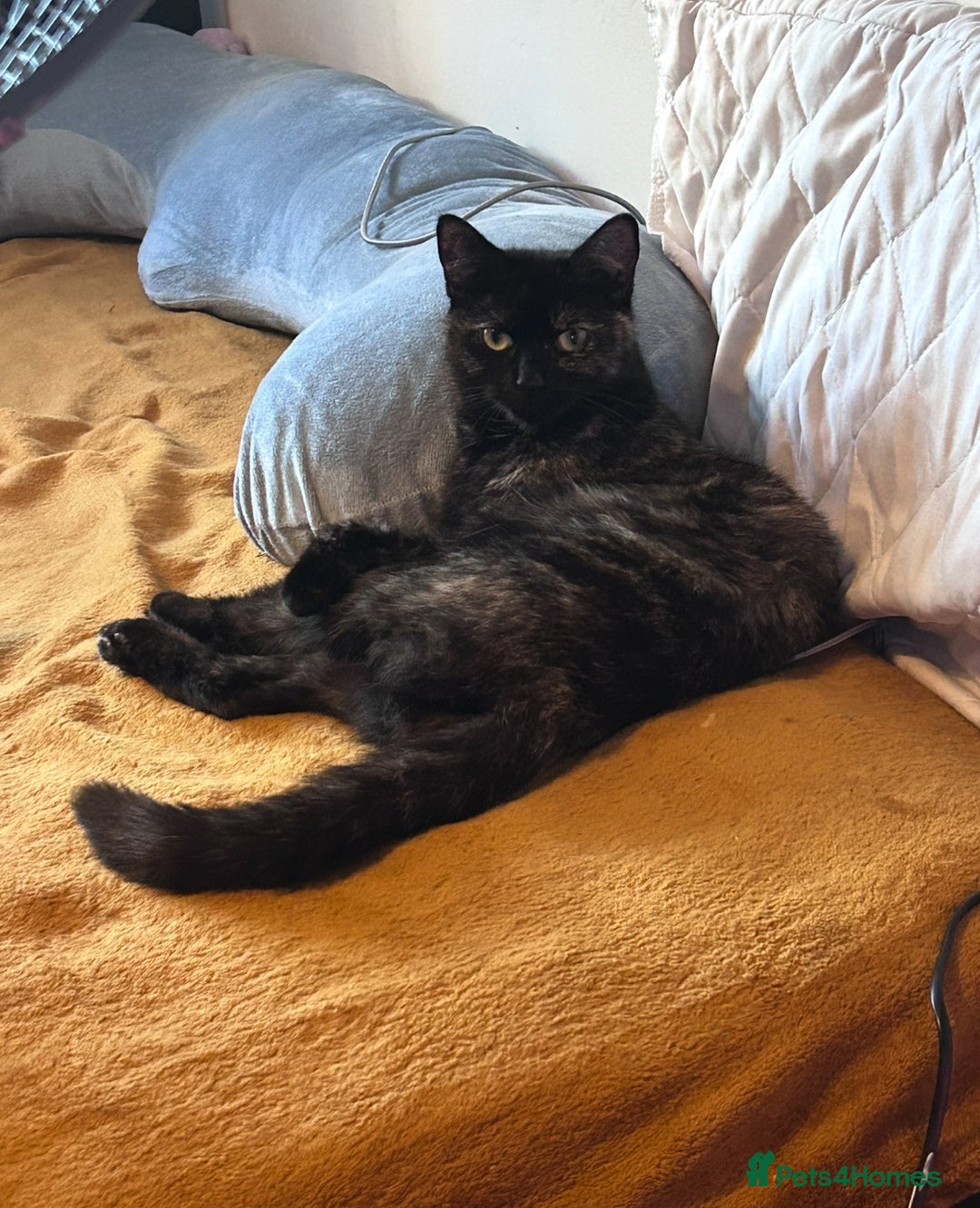 Mixed Breed cats for sale: Cute April Fools Kitty for Sale  - Advert 4