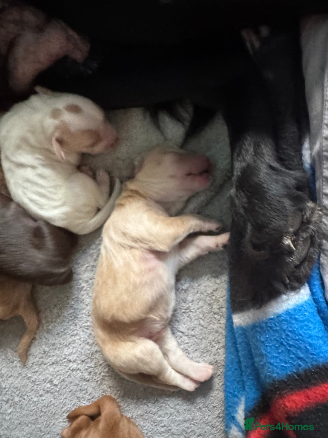 Mixed Breed dogs for sale: Sprockerpoo puppies for sale - Advert 3