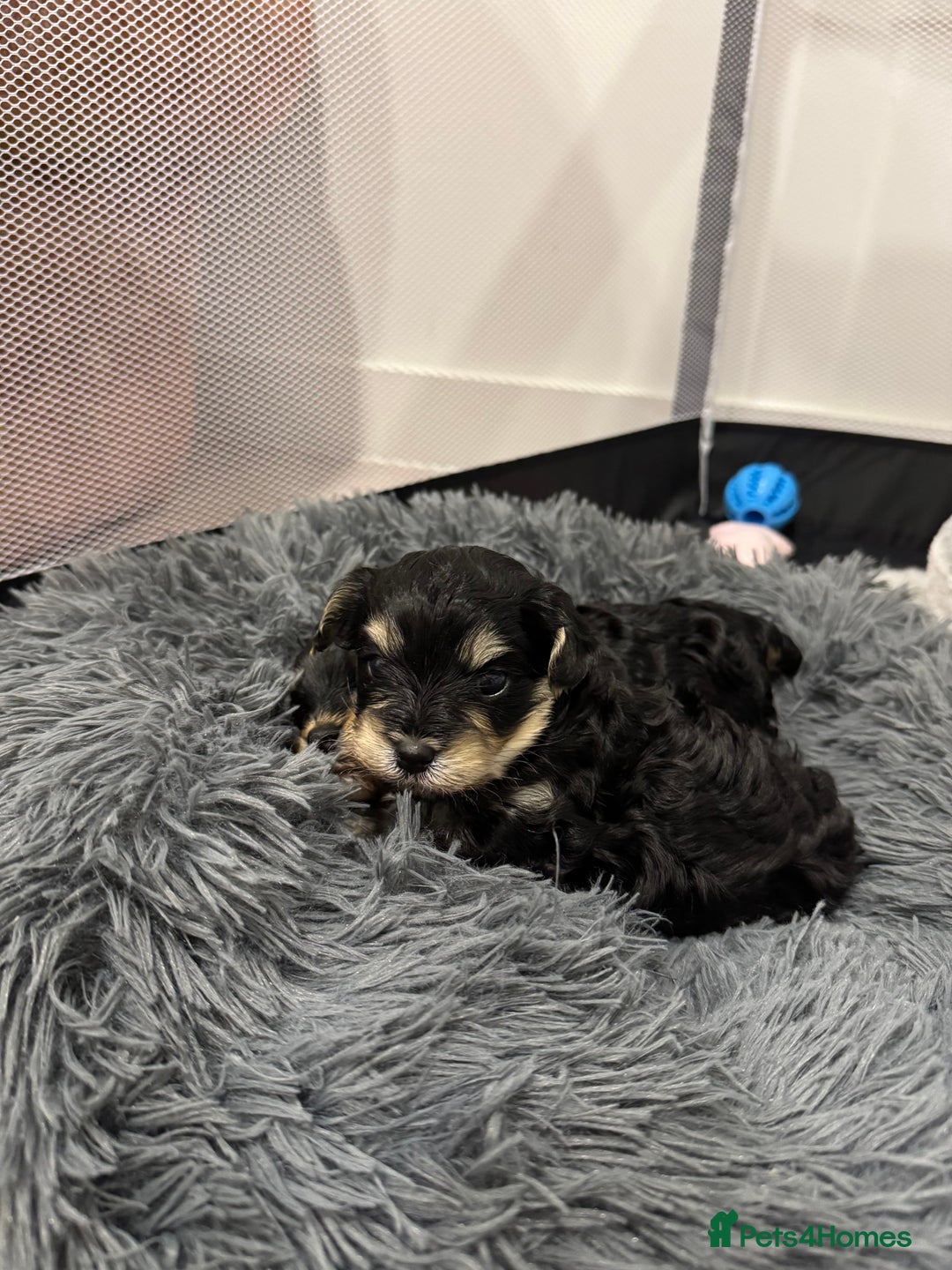 Shihpoo dogs for stud: gorgeous Shihpoo boy for studding  - Advert 15