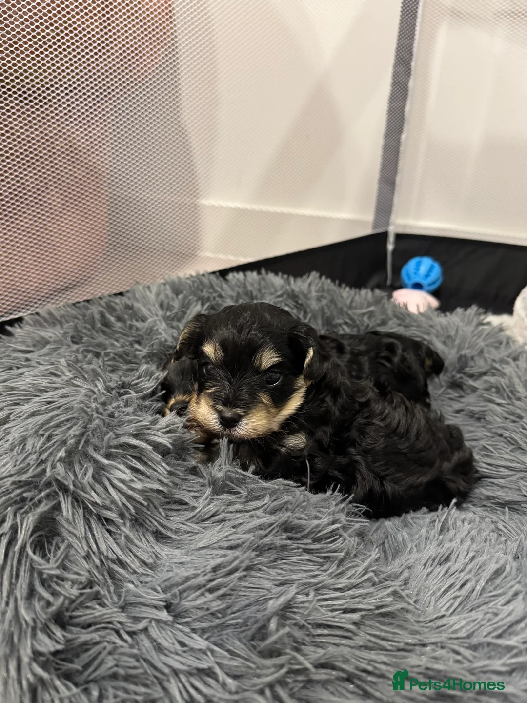 Shihpoo dogs for stud: gorgeous Shihpoo boy for studding  - Advert 15