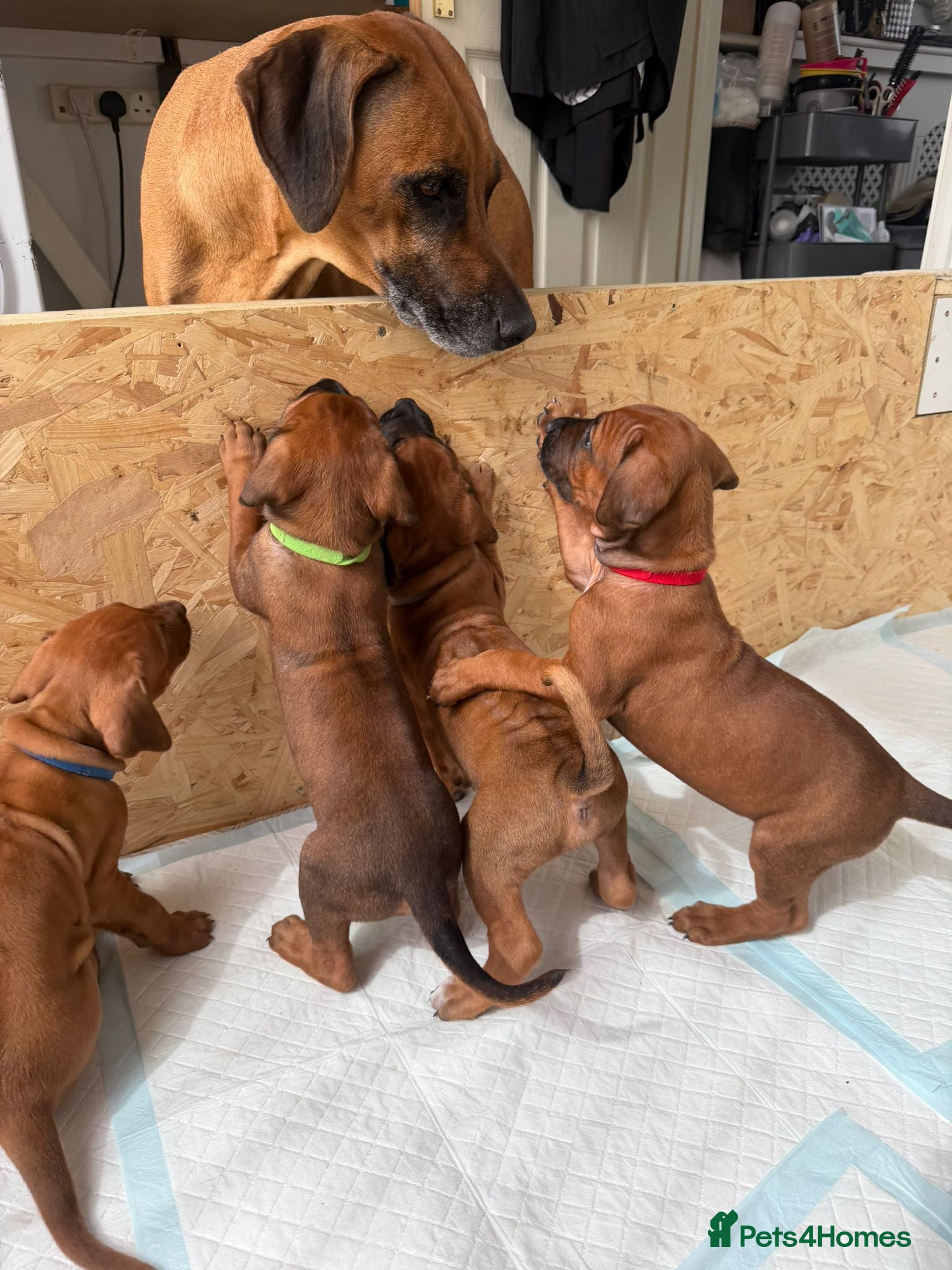 Rhodesian Ridgeback dogs for sale: Stunning KC Registered Rhodesian Ridgeback Puppies - Advert 12