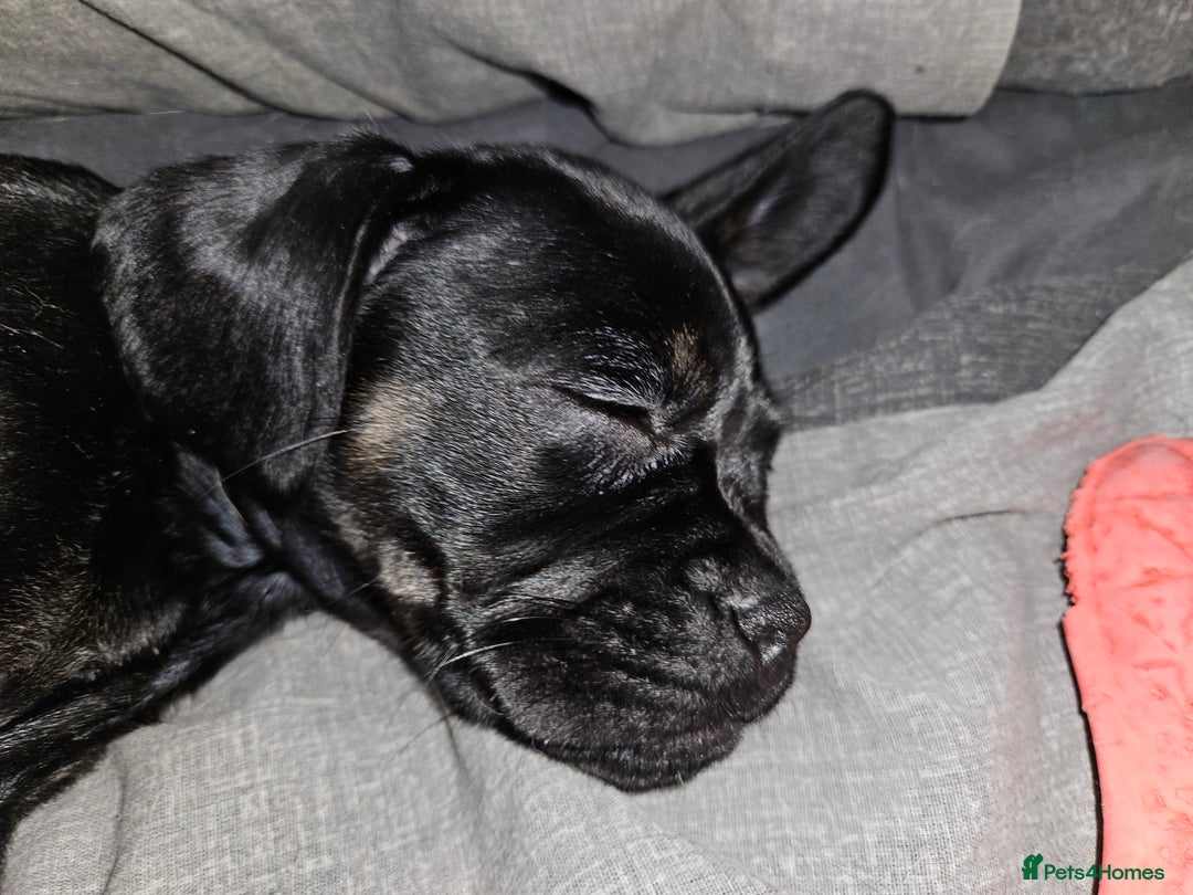 Mixed Breed dogs for sale: American cocker spaniel x american bulldog a.i - Advert 4