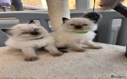 Ragdoll cats for sale: 💗Beautiful ragdoll kittens 💙 - Image 14