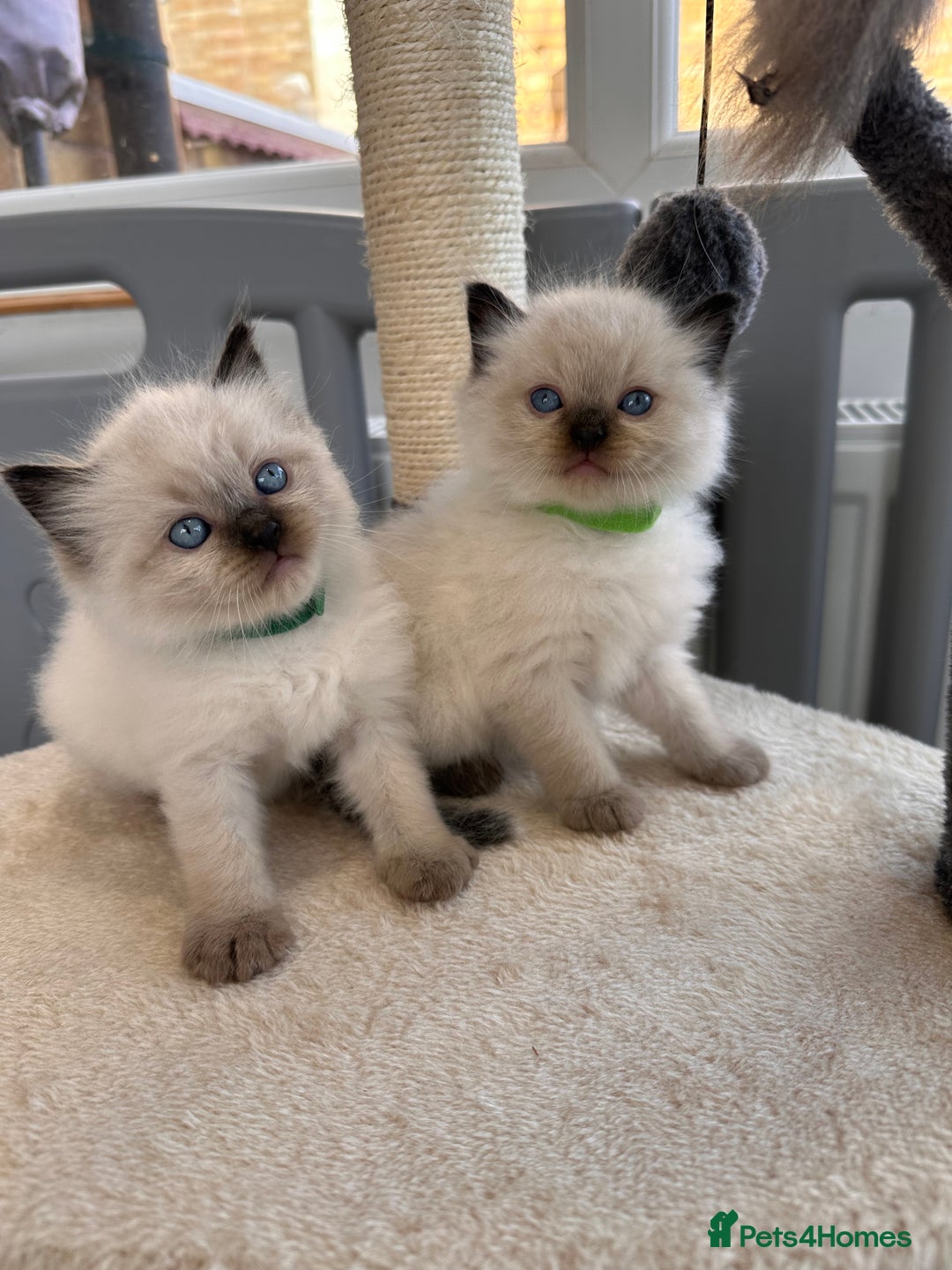 Ragdoll cats for sale: 💗Beautiful ragdoll kittens 💙 - Image 14