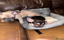 French Bulldog dogs for sale: Frenchies - Image 2