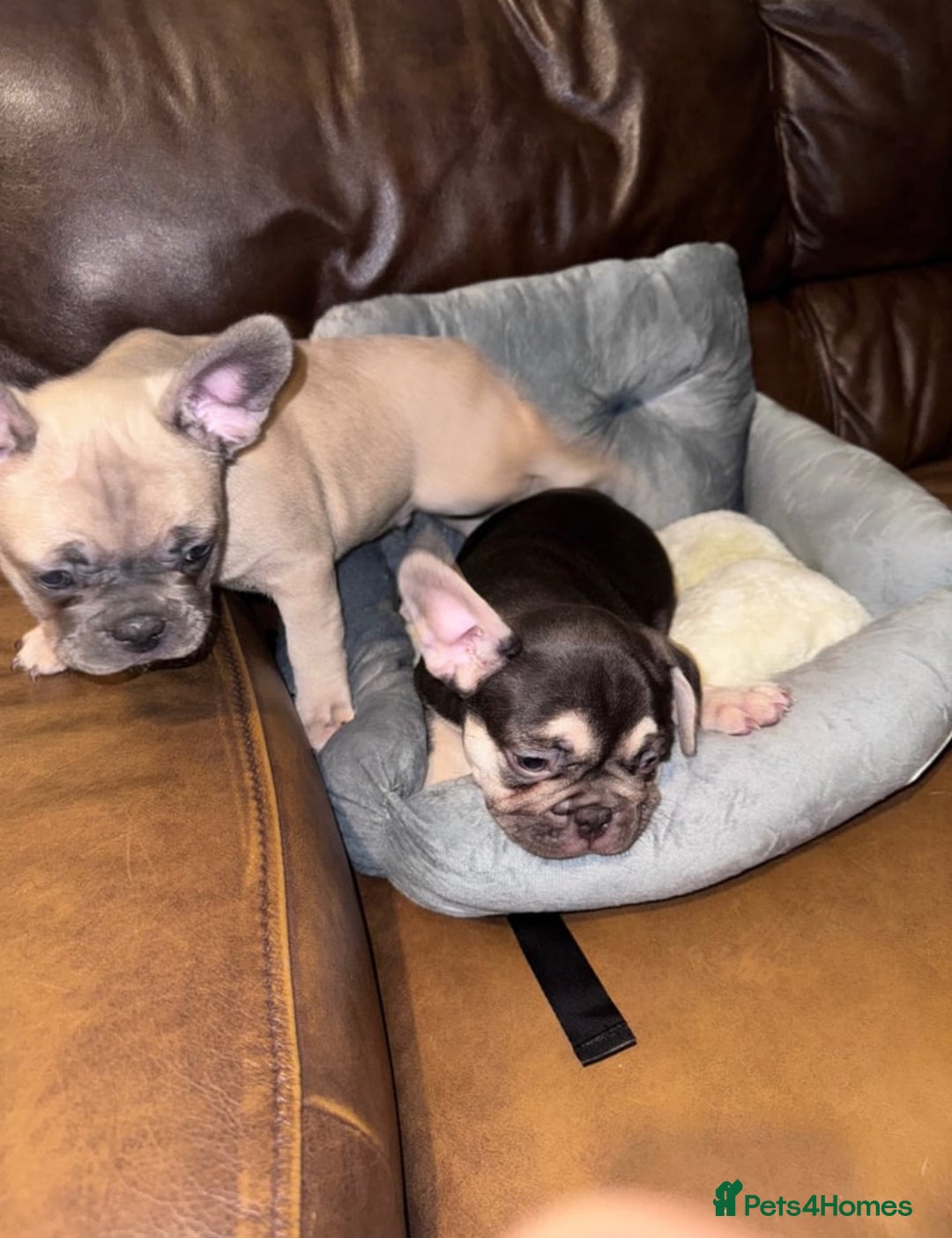 French Bulldog dogs for sale: Frenchies - Image 2