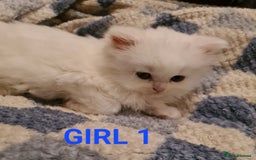 Persian cats for sale: Beautiful Persian X BSH Kittens  - Image 17