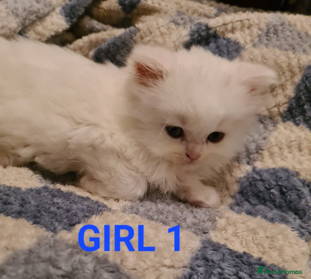 Persian cats for sale: Beautiful Persian X BSH Kittens  - Image 17