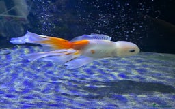 Fancy Goldfish fish for sale: Large Fancy goldfish 2 oranda one ranchu  - Image 4