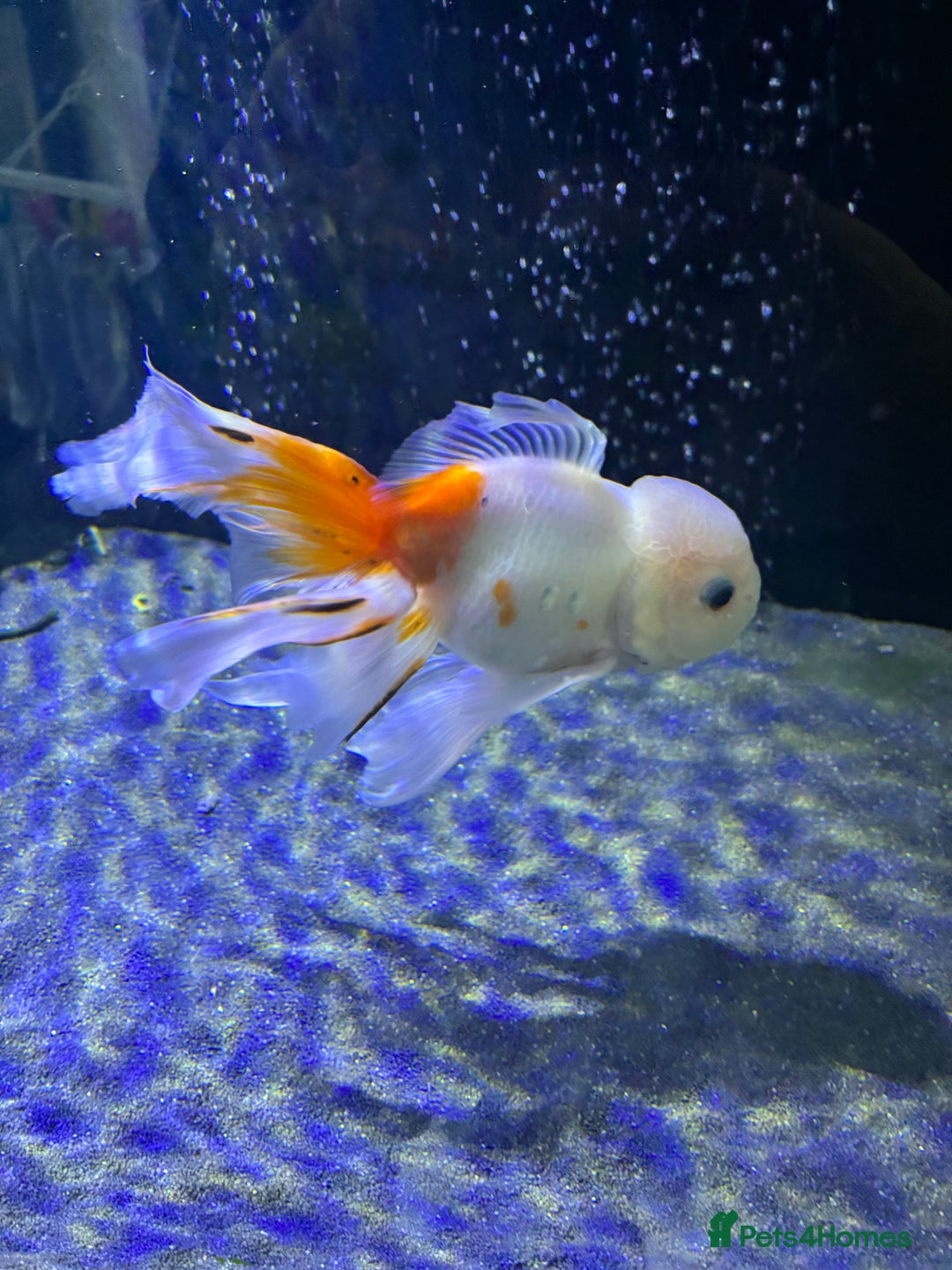Fancy Goldfish fish for sale: Large Fancy goldfish 2 oranda one ranchu  - Image 4