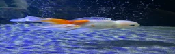 Fancy Goldfish fish for sale: Large Fancy goldfish 1 oranda one ranchu  - Advert 3