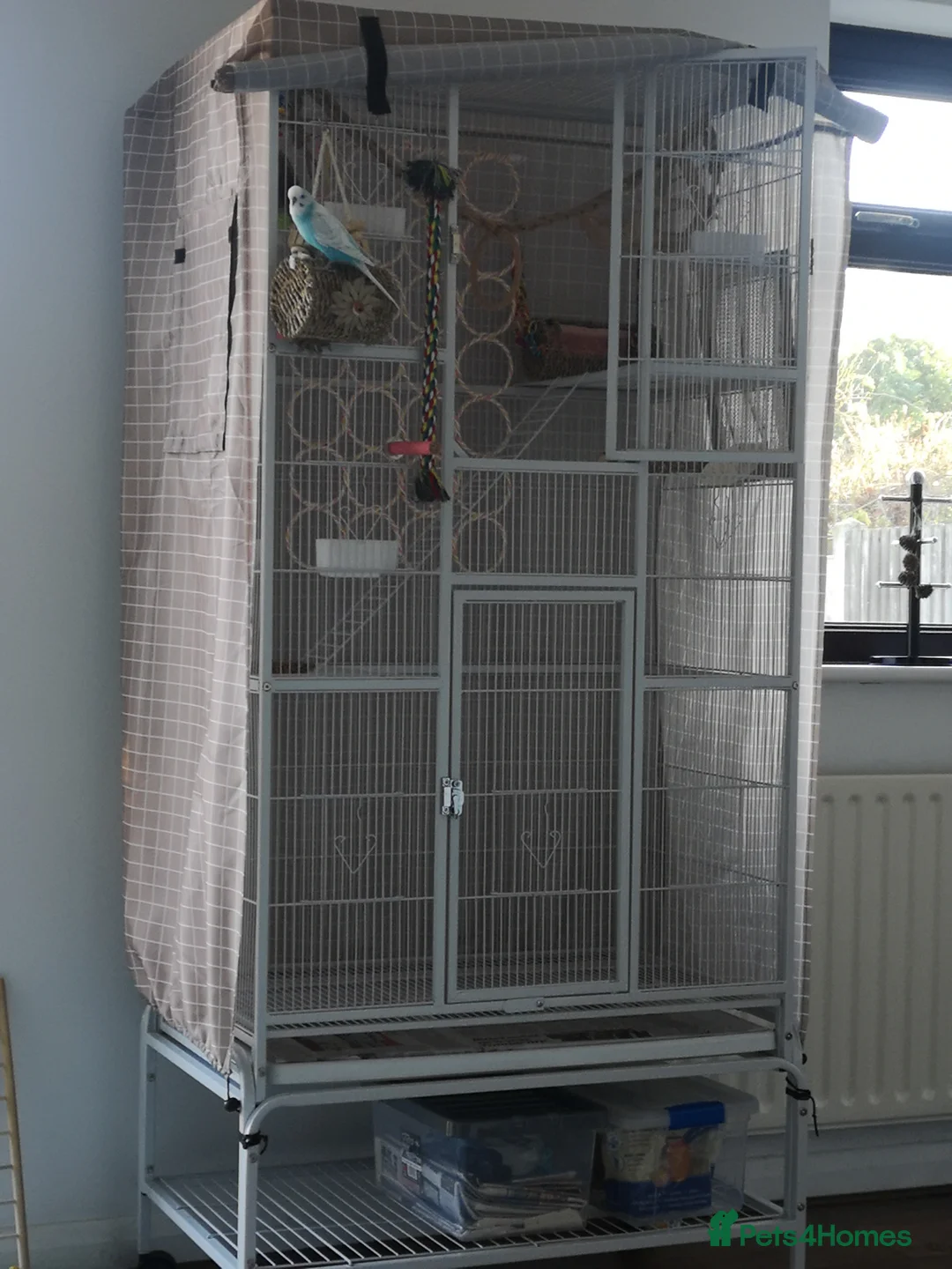 Budgerigars birds for sale: Budgerigars - one female one male - Advert 11