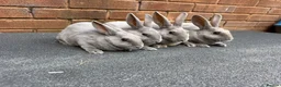 Rex rabbits for sale: Stunning lilac Baby mini Rex  - Advert 4