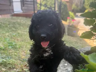 Labradoodle dogs F1b health tested miniature Labradoodles 🌼 - Advert 4