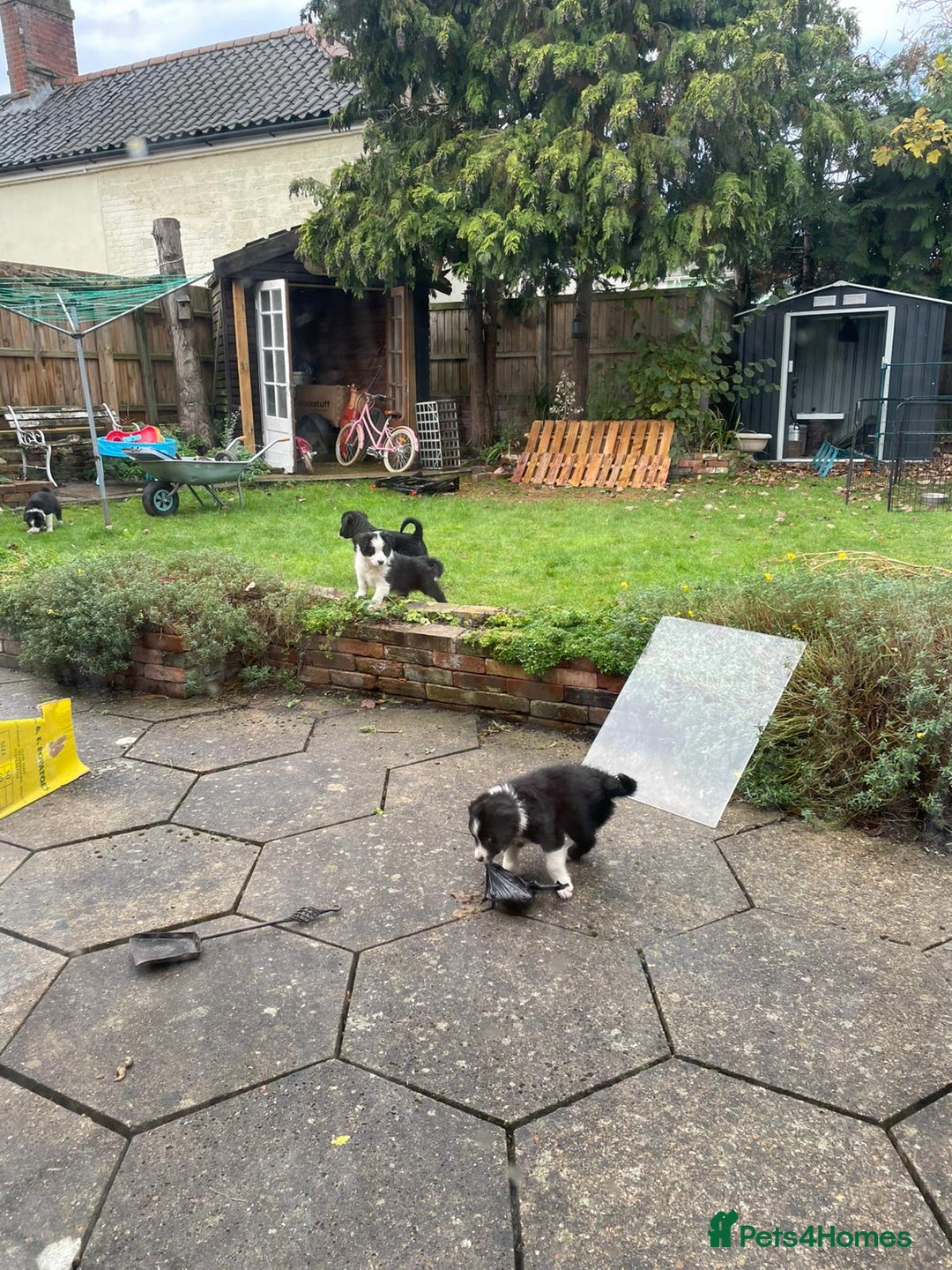 Border Collie dogs for sale: 🏡 Smart, Sweet Border Collie Pups Await You!" - Image 33