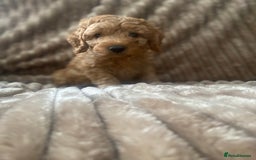Cockapoo dogs for sale: F1b toy cockapoo  - Image 5