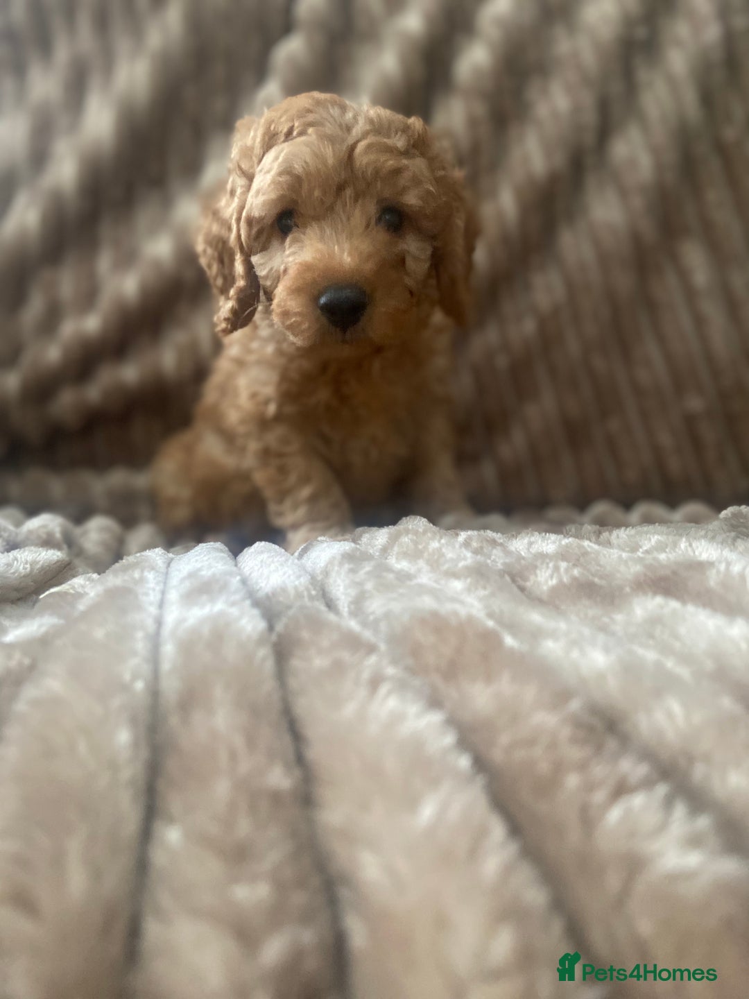 Cockapoo dogs for sale: F1b toy cockapoo  - Image 5