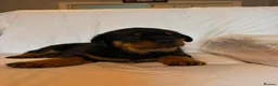 Rottweiler dogs for sale: 4 Beautiful Male Rottweiler Puppies  - Advert 14
