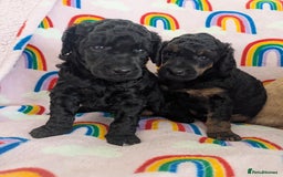 Miniature Poodle dogs for sale: Stunning Red & Phantom Poodles - Image 31