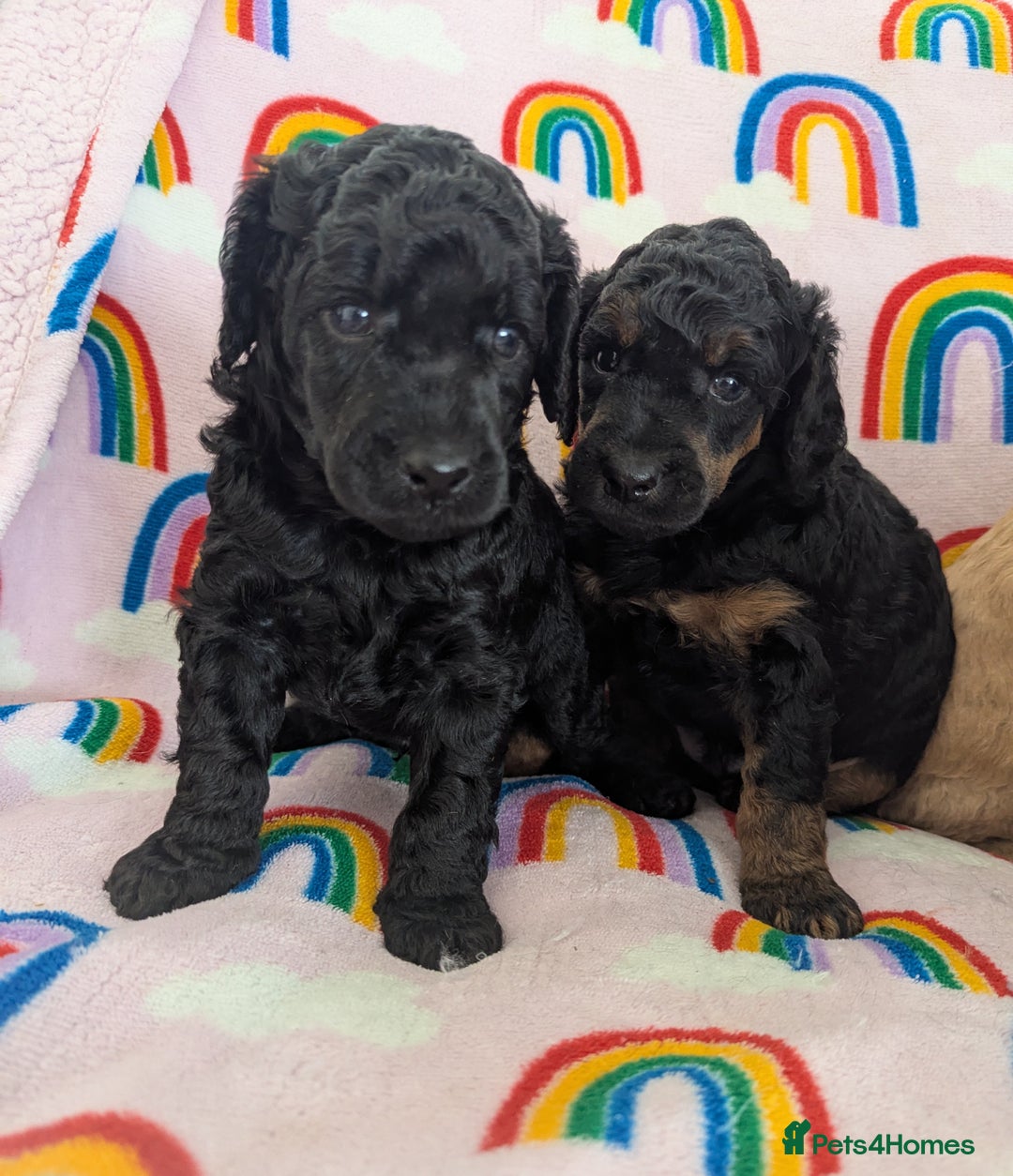 Miniature Poodle dogs for sale: Stunning Red & Phantom Poodles - Image 31