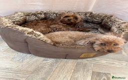 Cavapoo dogs for sale: 5⭐️⭐️⭐️⭐️⭐️F1b Curly Teddy Cavapoo’s DNA/heart  - Image 24