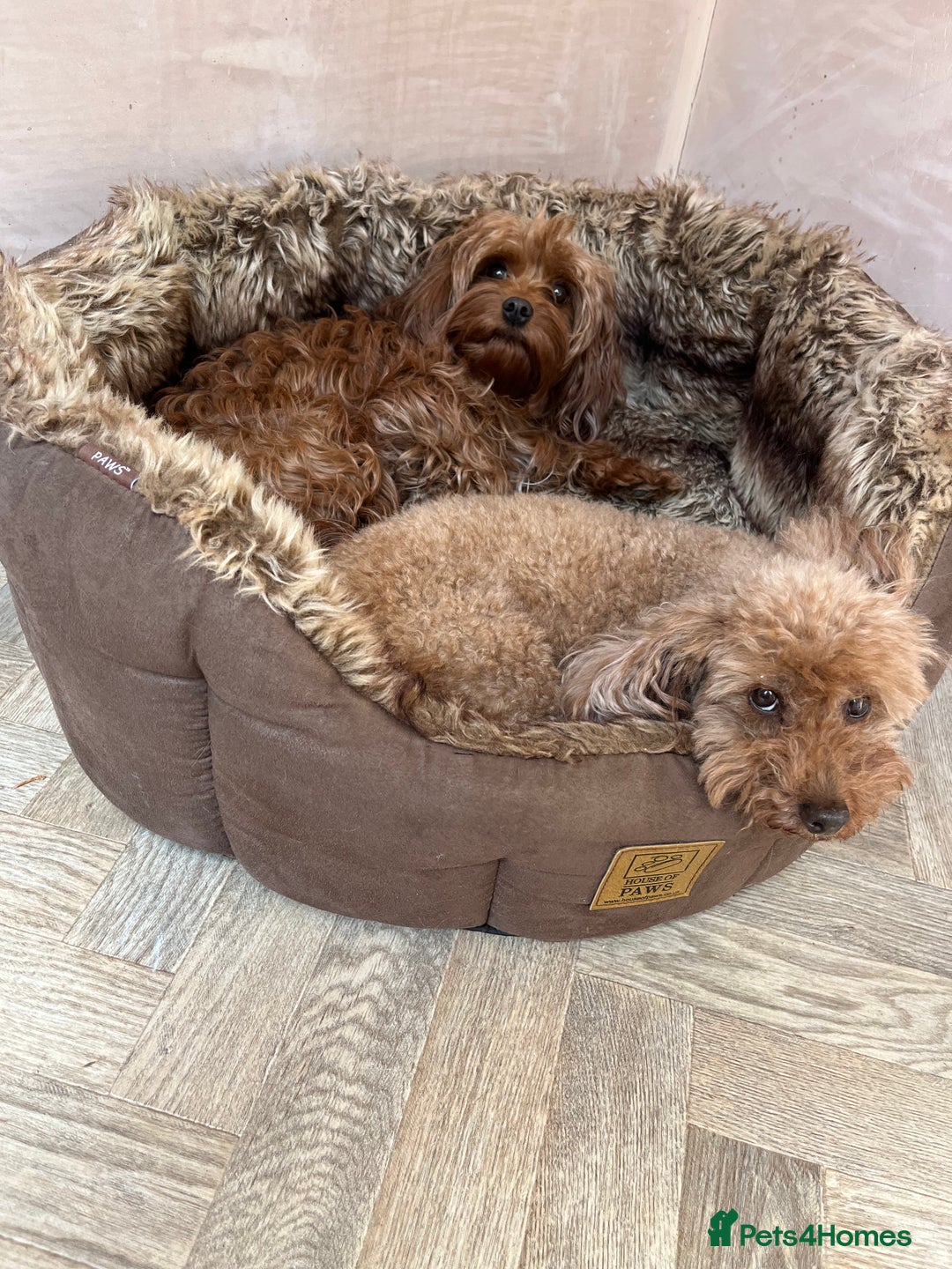 Cavapoo dogs for sale: 5⭐️⭐️⭐️⭐️⭐️F1b Curly Teddy Cavapoo’s DNA/heart  - Image 24