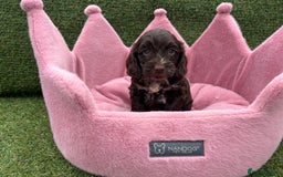 Cockapoo dogs for sale: ⭐️ Stunning Rare Coloured F1 Miniature Cockpoos ⭐️ - Image 34