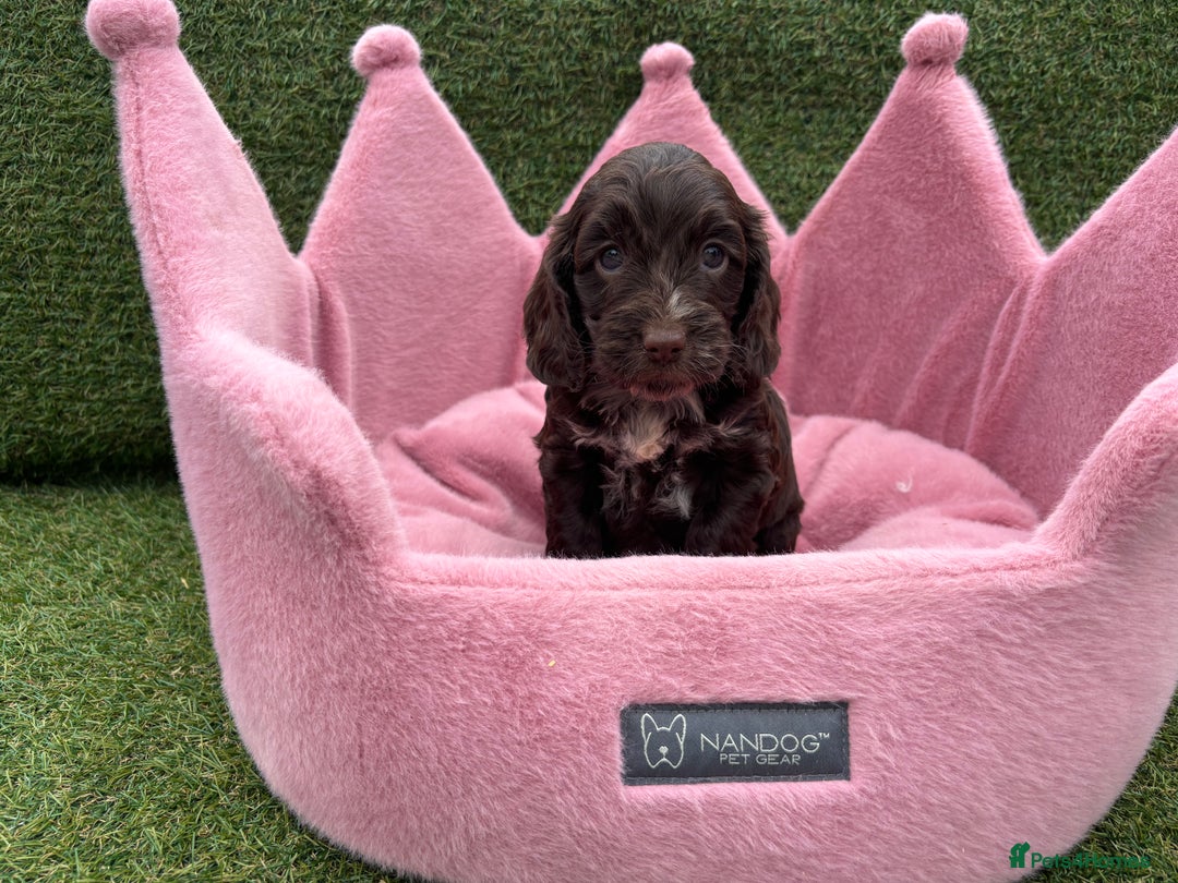 Cockapoo dogs for sale: ⭐️ Stunning Rare Coloured F1 Miniature Cockpoos ⭐️ - Image 34