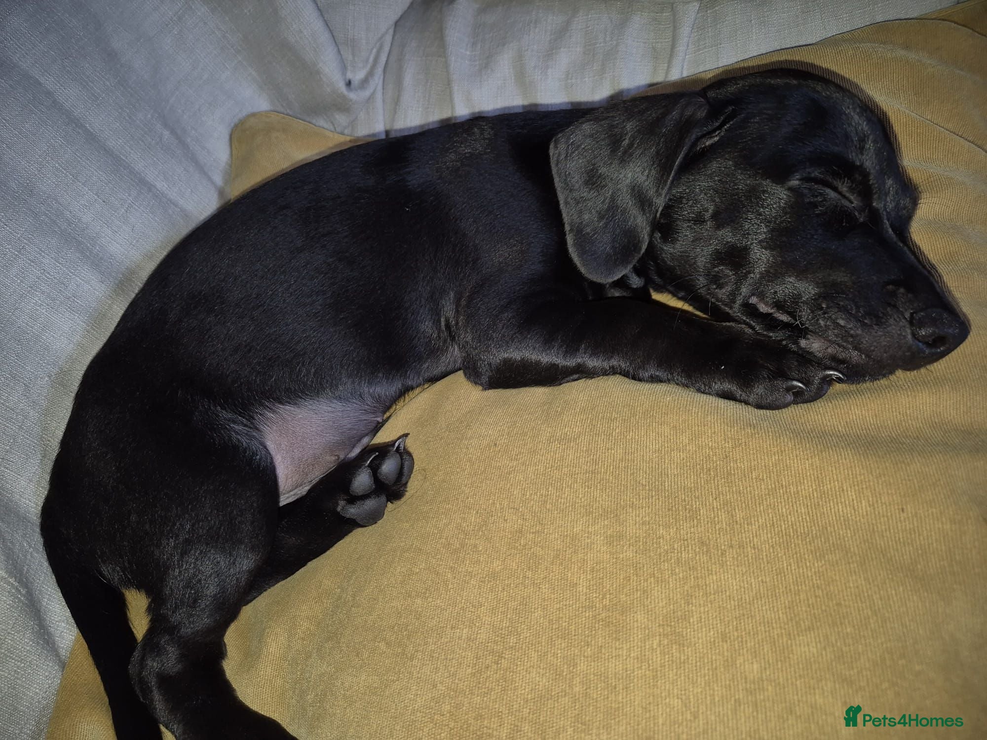 Mixed Breed dogs Minature Dachsund Mix Puppy - Advert 2