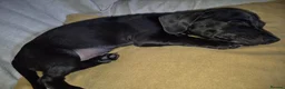 Mixed Breed dogs for sale: Minature Dachsund Mix Puppy in Derby - Advert 1
