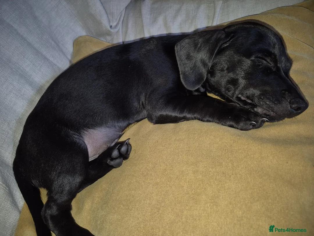 Mixed Breed dogs for sale: Minature Dachsund Mix Puppy in Derby - Advert 1