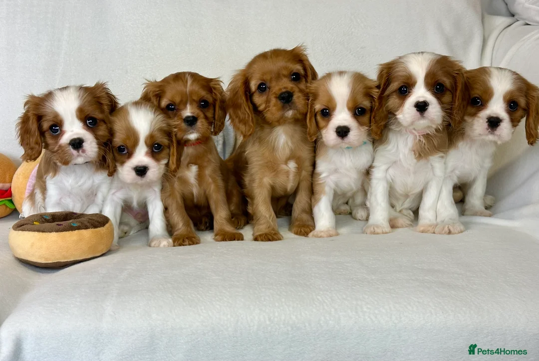 Cavalier King Charles Spaniel dogs for stud: KC Reg Health Tested Excellent Pedigrees for STUD in Nottingham - Advert 20