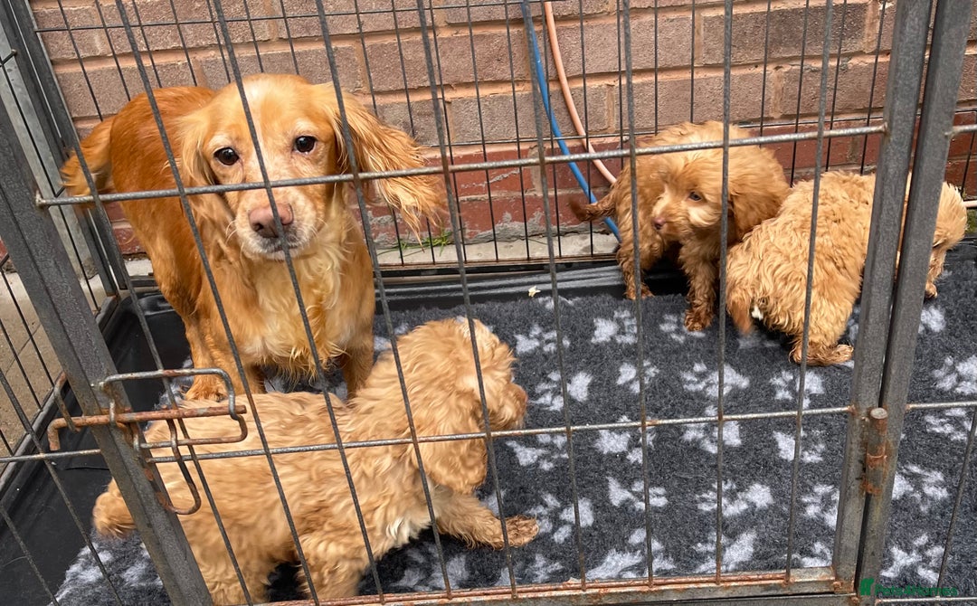 Cockapoo dogs for sale: Adorable cockapoo pups - Advert 2