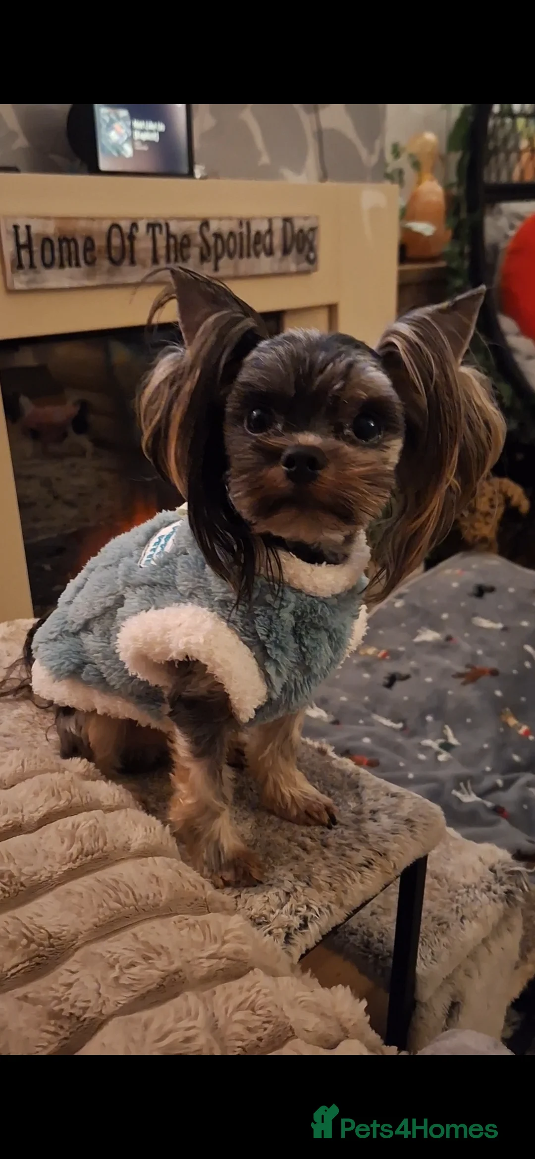 Yorkshire Terrier dogs for sale: Tiny Blue Merle Colourful Terrier.  - Advert 2