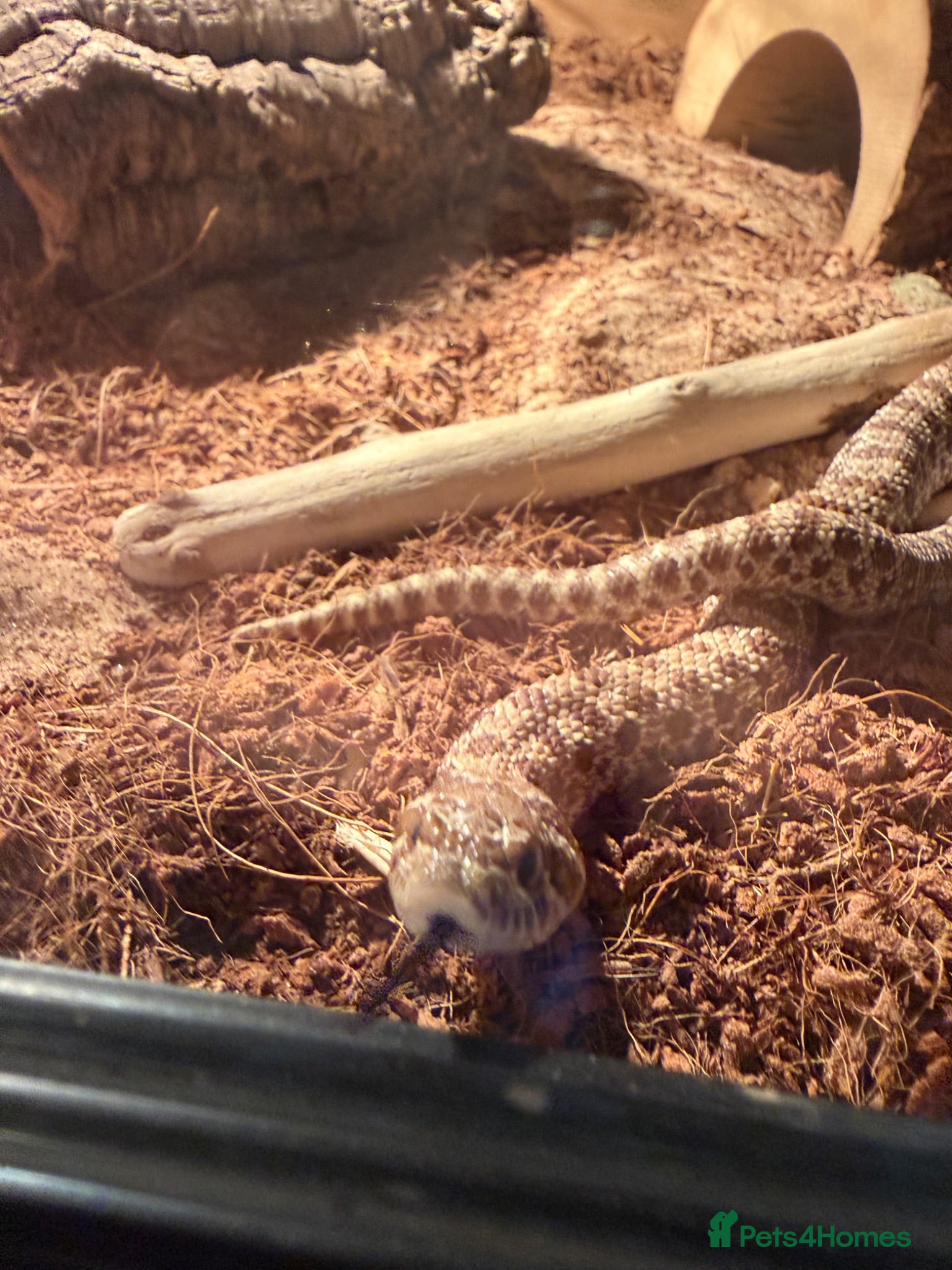 Snake reptiles Western hognose and set up  - Advert 4