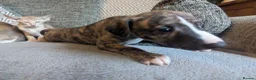 Whippet dogs for sale: Super friendly KC registered whippet pups - Advert 17