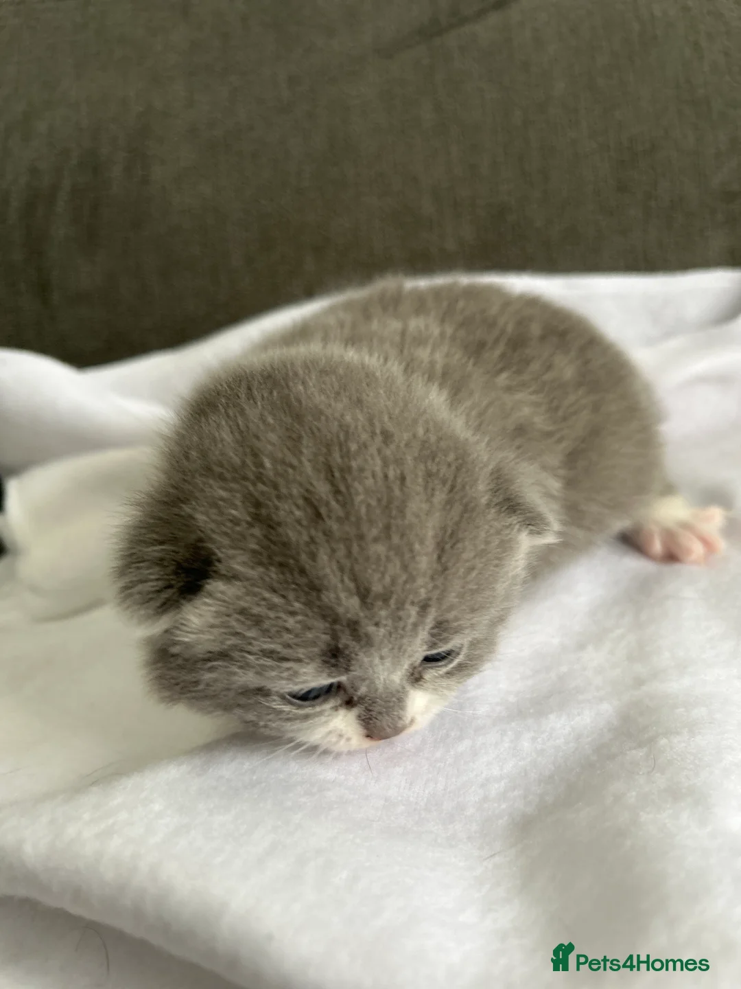 British Shorthair cats for sale: BRITISH SHORTHAIR KITTENS (registered) - Advert 4