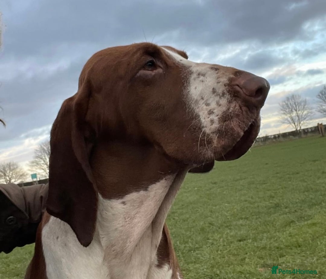 Bracco Italiano dogs for sale: Exciting litter Due September  - Image 12