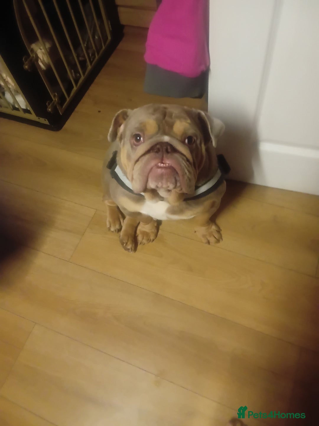 English Bulldog dogs for sale: Tri merle english bulldog nova - Advert 1