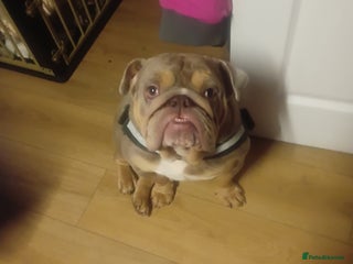 English Bulldog dogs Tri merle english bulldog nova - Advert 1