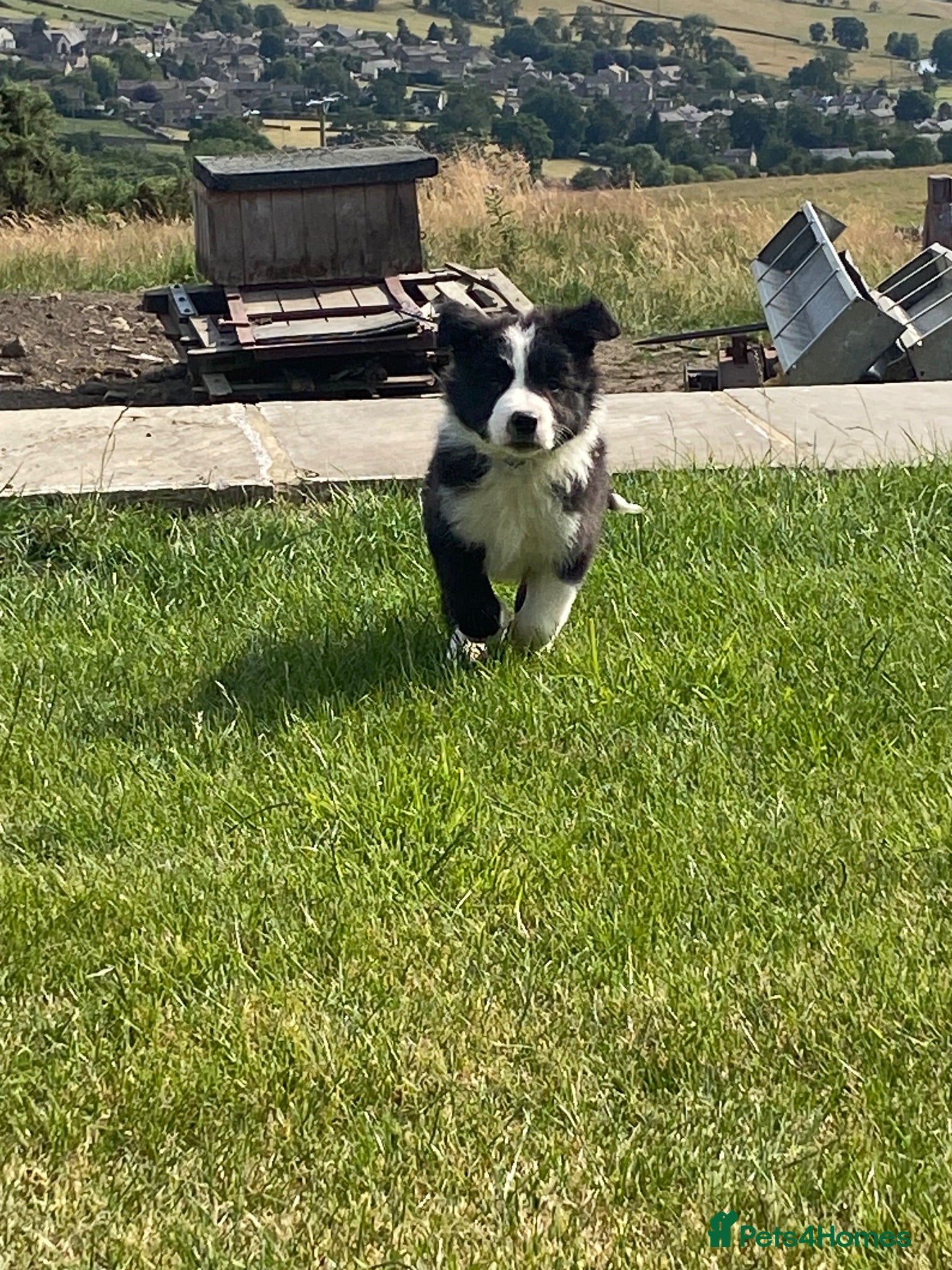 Border Collie dogs Beautiful boy border collie puppy - Advert 1