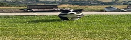 Border Collie dogs for sale: Beautiful boy border collie puppy - Advert 1