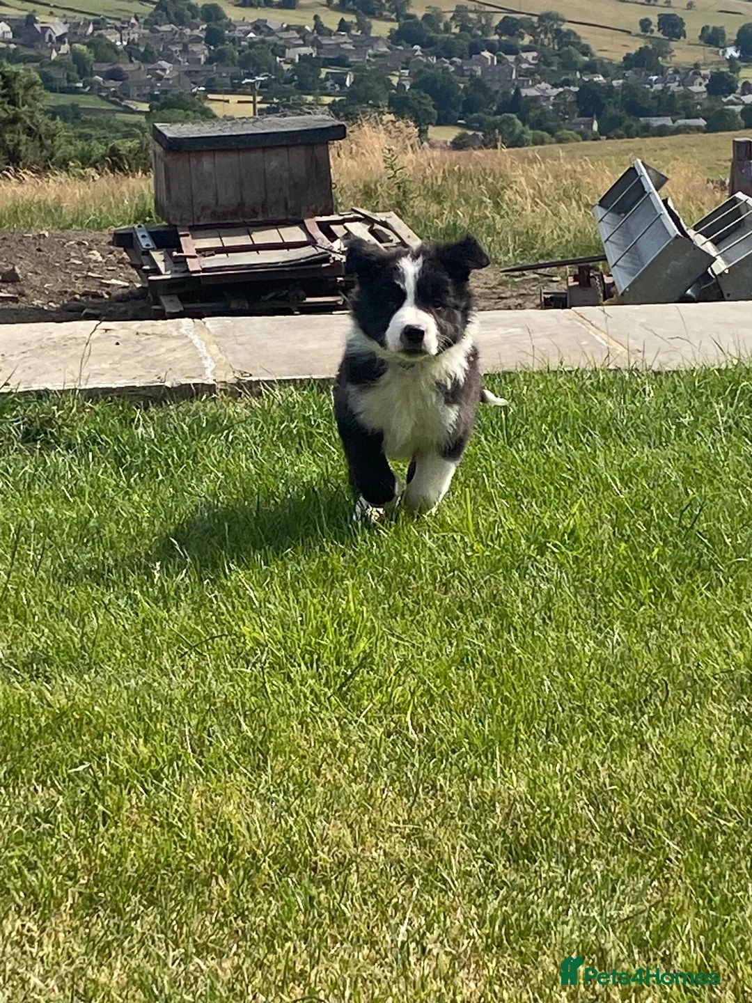 Border Collie dogs for sale: Beautiful boy border collie puppy - Advert 1
